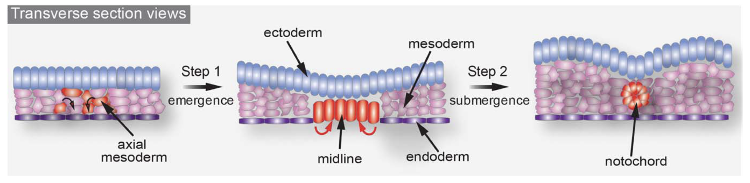 יצירת Notochord