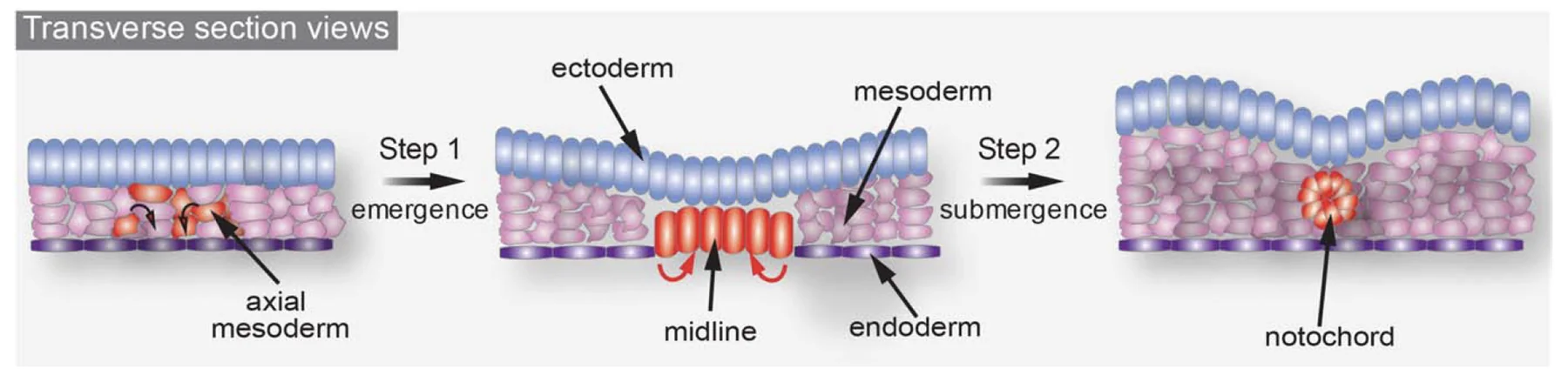 יצירת Notochord
