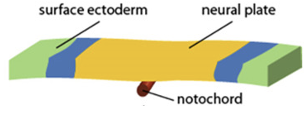 Neural plate