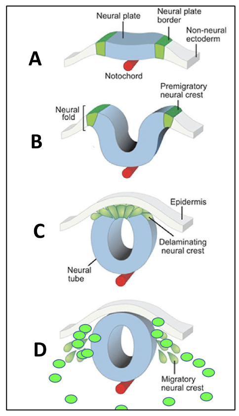 Neurulation
