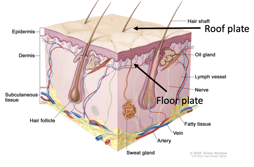 Epitheliel cells