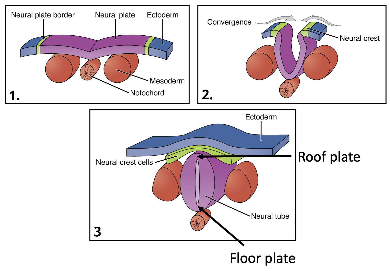 roof plate and floor plate