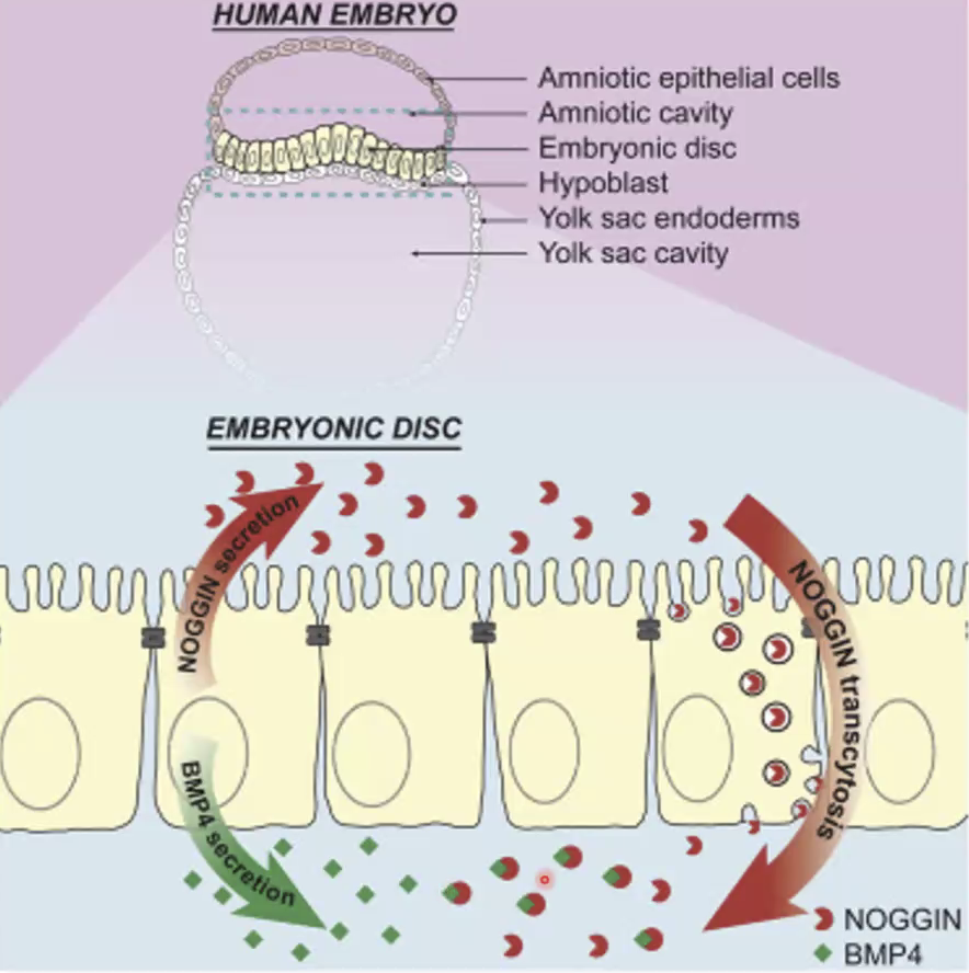 NOGGIN and BMP4