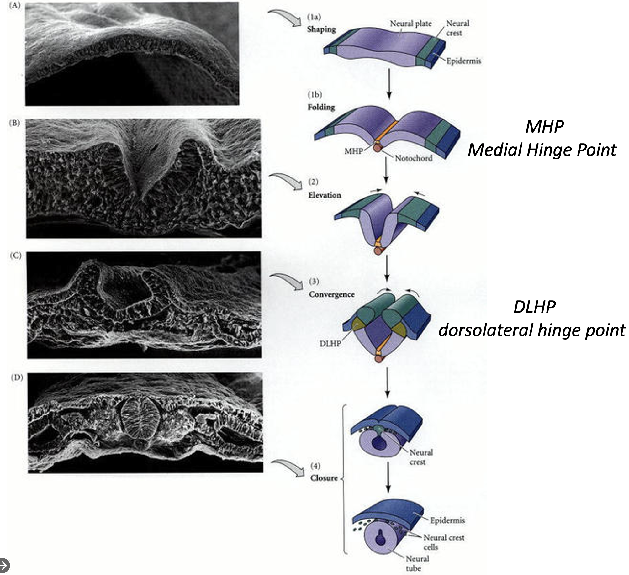 MH - Primary neurulation: neural tube formation in the chick embryo. (A, 1) Cells of the neural plate can be distinguished as elongated cells in the dorsal region of the ectoderm. Folding begins as the medial neural hinge point (MHP) cells anchor to notochord and change their shape, while the presumptive epidermal cells move towards the center. (B, 2) The neural folds are elevated as presumptive epidermis continues to move toward the dorsal midline. (C, 3) Convergence of the neural folds occurs as the dorsolateral hinge point (DLHP) cells become wedge-shaped and epidermal cells push toward the center. (D, 4) The neural folds are brought into contact with one another, and the neural crest cells link the neural tube with the epidermis. The neural crest cells then disperse, leaving the neural tube separate from the epidermis. (Photographs courtesy of K. Tosney and G. Schoenwolf; drawings after Smith and Schoenwolf 1997.)