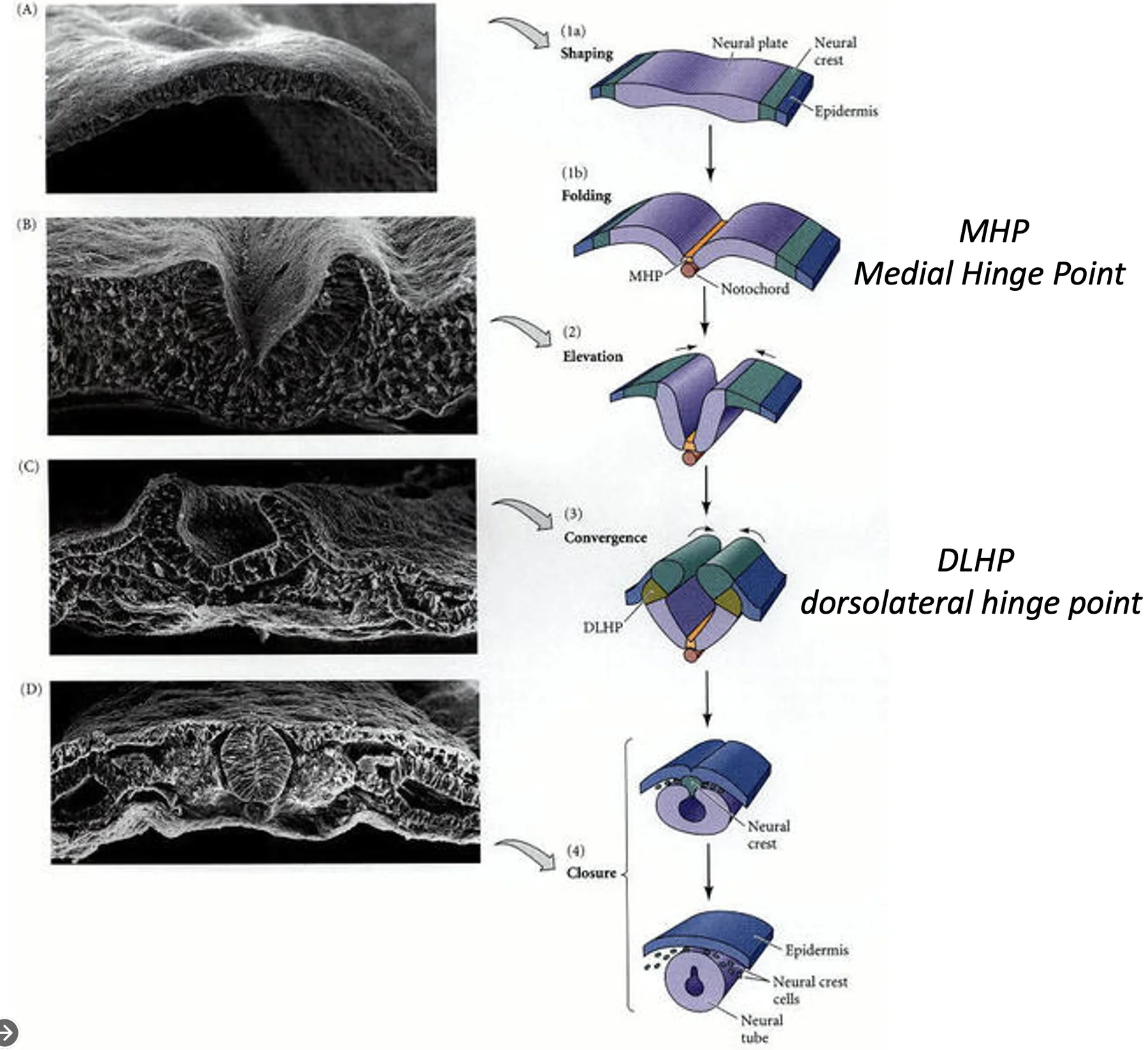 שלבי נוירולציה ראשונית בעובר תרנגולת: ה־Neural plate מתעצב מעל ה־Notochord, מתקפל סביב ה־Medial hinge point (MHP), ה־Neural folds מתרוממים ומתקרבים בעזרת ה־Dorsolateral hinge points (DLHP), ולבסוף מתרחש Closure שבו נוצר צינור העצבים, נפרד מהאפידרמיס, ותאי ה־Neural crest משתחררים ונודדים.