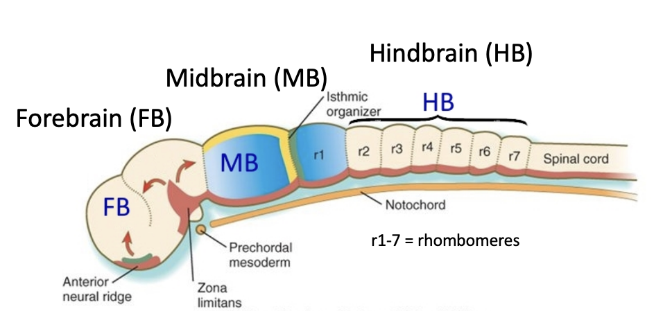 Forebrain, midbrain and Hindbrain