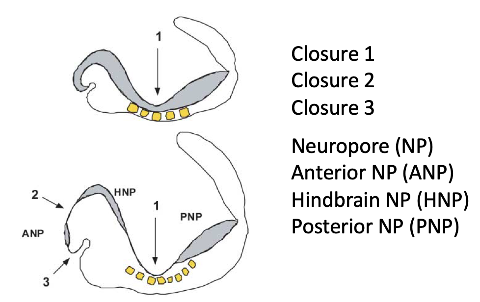 סיכום closure