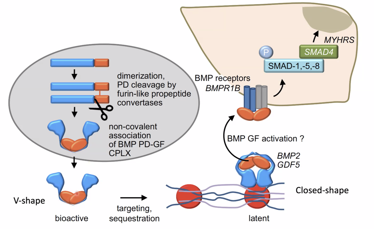 קומפלקס פורם וצורה אקטיבית