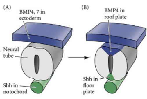 neural tube ו SH