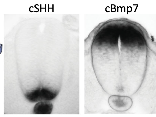In situ hybridization for sonic headshock