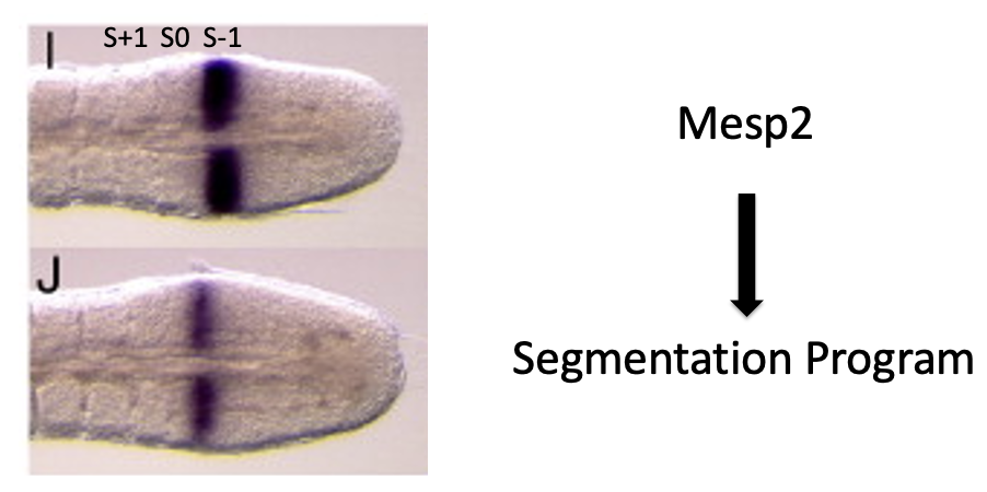 Master Regulation Gene