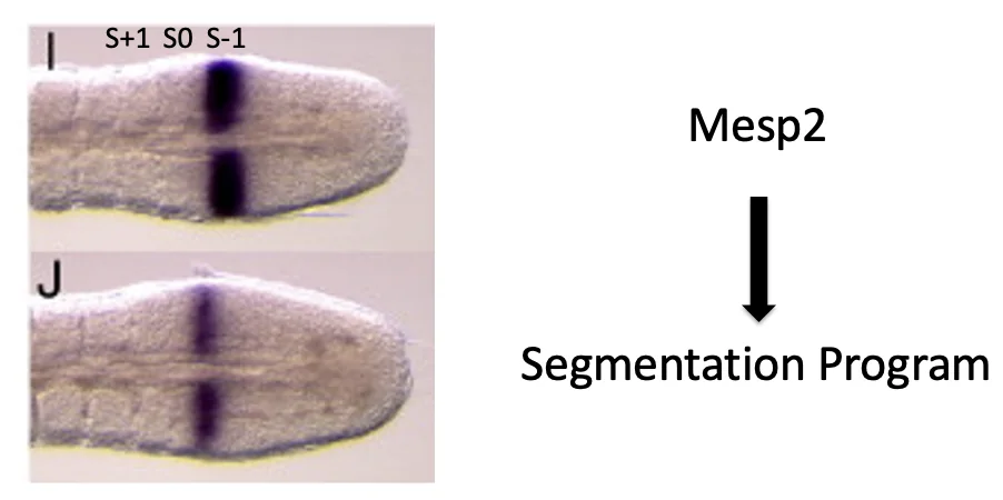 Master Regulation Gene