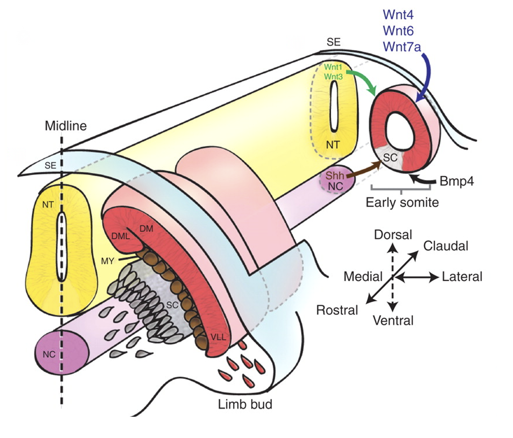 Embryonic myogenesis. Illustration of the morphogen gradients along the rostral–caudal axis of the embryo. (C) Schematic of transverse sections through the embryo at early (i) and late (ii) stages of somitogenesis. (Ci) Morphogens secreted from various domains in the embryo specify the early somite to form the sclerotome (SC) and dermomyotome (DM). Wnts secreted from the dorsal neural tube (NT) and surface ectoderm (SE) along with bone morphogenetic protein (BMP) from the lateral plate mesoderm maintain the undifferentiated state of the somite, whereas Sonic hedgehog (Shh) signals from the neural tube floor plate and notochord (NC) induce the formation of the sclerotome. (Cii) As the sclerotome segregates, muscle progenitor cells (MPCs) from the dorsomedial (DML) and ventrolateral (VLL) lips of the dermomyotome mature give rise to the myotome (MY). At the level of the limb bud, Pax3-dependent migrating MPCs delaminate from the ventrolateral lips to later give rise to limb muscles.