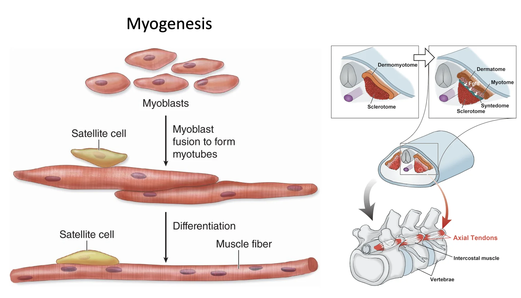 myogenesis