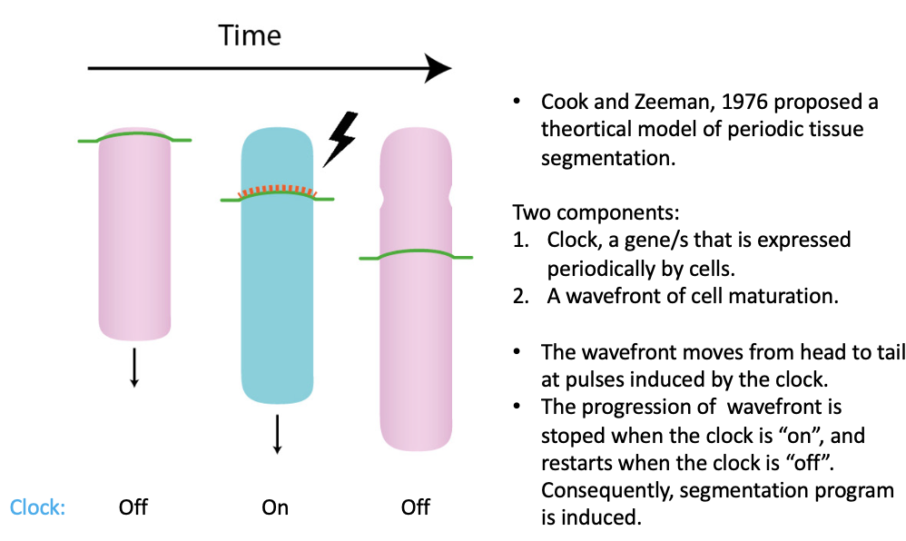 In the 70s, Cooke and Zeeman proposed a theoretical model of periodic tissue segmentation that still prevails in the field (Cooke and Zeeman, 1976). It is based on the existence of two components whose interaction leads to the formation of periodic structures: (1) a genetic oscillation called the clock, i.e., a gene that is expressed periodically by cells, (2) a wavefront of cell maturation. The wavefront divides the PM primarily into a posterior and an anterior region formed by immature and mature cells, respectively. Only cells at the mature state are capable to form a somite. The wavefront moves from head-to-tail at pulses induced by the clock, i.e., the progression of the wavefront is stopped when the clock is ״on,״ and restarts when the clock is ״off.״ A somite forms when mature cells turn their clocks ״on״ and undergo a ״catastrophic event״ leading to somite formation (detachment from the unsegmented PM, cohesion and stabilization of the detached piece).