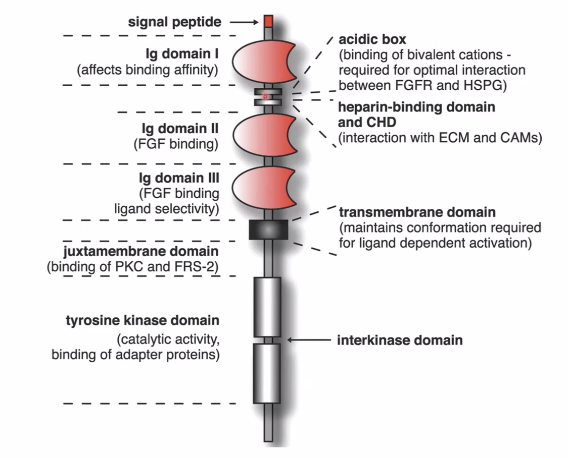 Fgf receptor