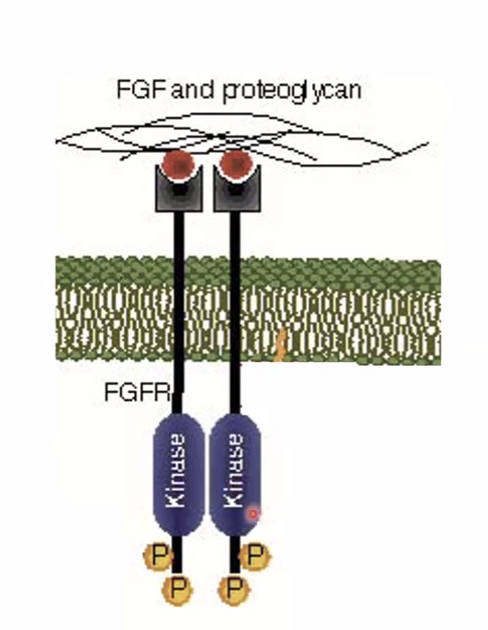 Fgf pathway