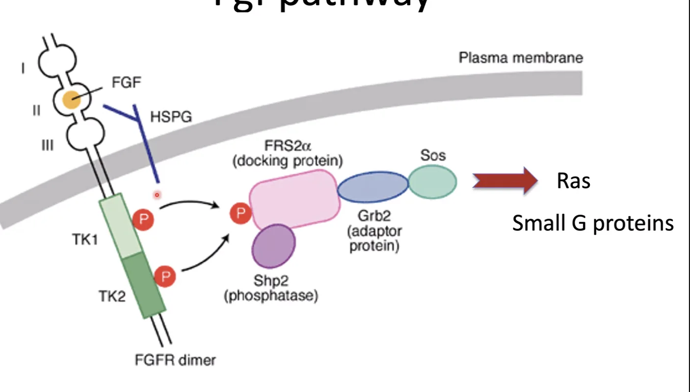 FGF etc