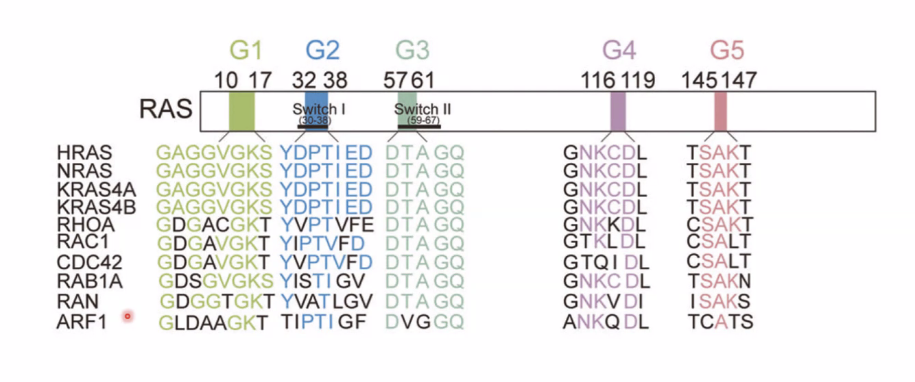 small g proteins