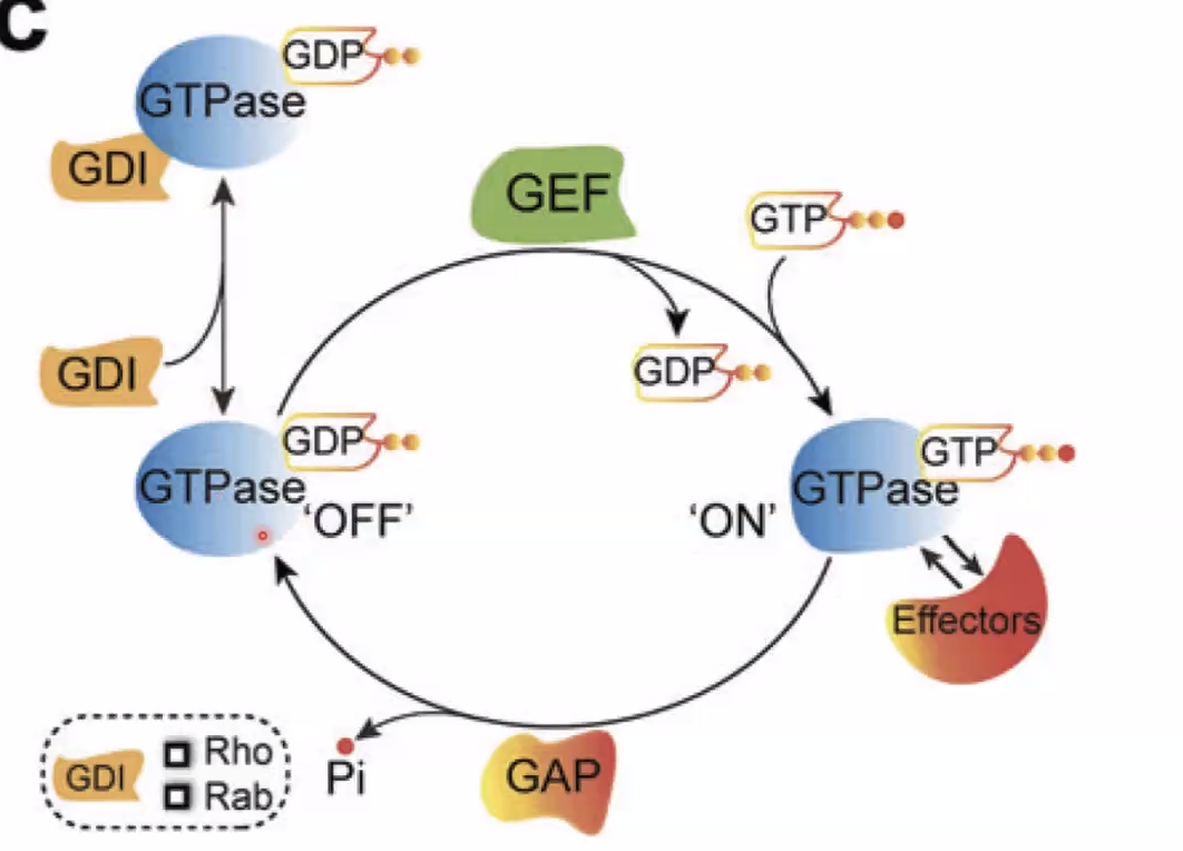 צורה אקטיבית ולא אקטיבית