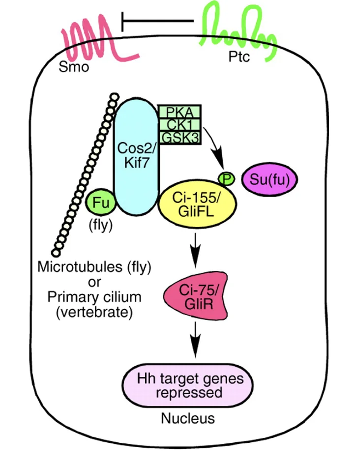 shh pathway