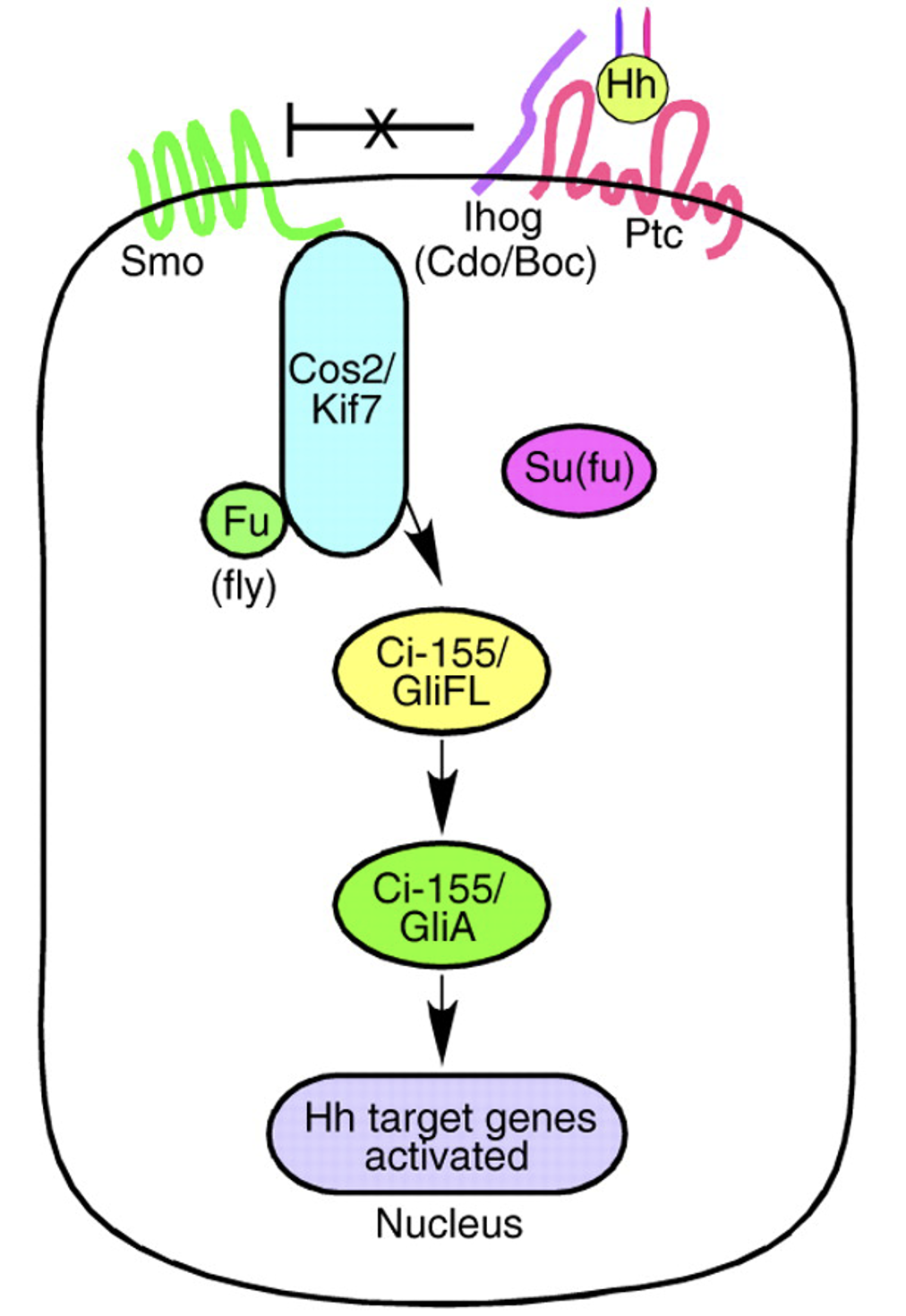 המצב שבו יש ליגנד Hedgehog, Patched כבר לא מעכב את Smoothened, ו־Gli/Ci הופך לצורה אקטיבטורית שמפעילה גני מטרה.