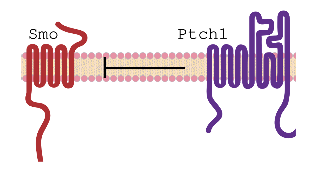 Sub-stoichiometric relationship between Ptc and Smo