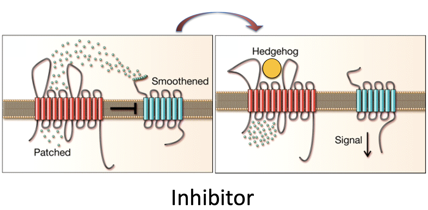 The transporter hypothesis - inhibitor