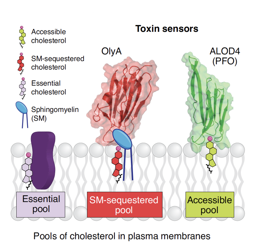 Pools of cholesterol