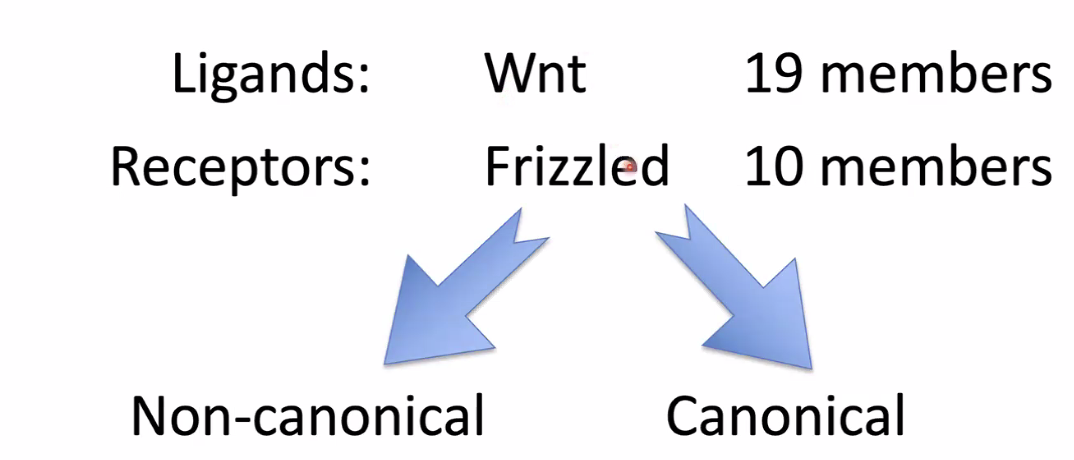 Wnt pathway