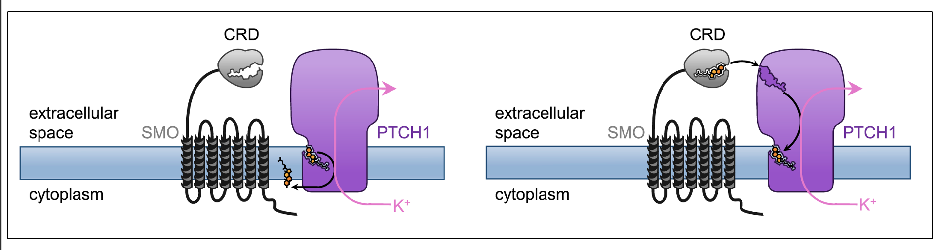 Ptc as an antiporter