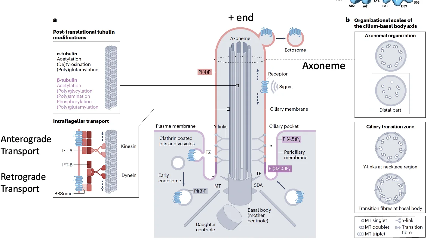 Primary Cilia