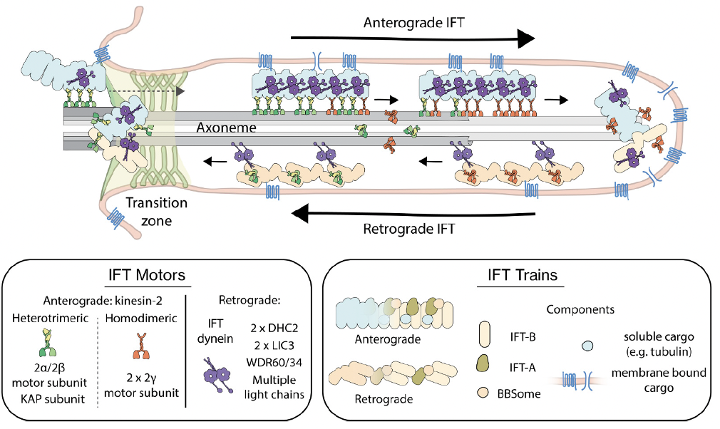 Anterograde and retrograde