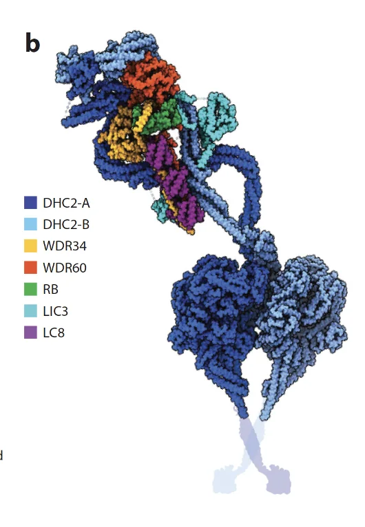 Dynein
