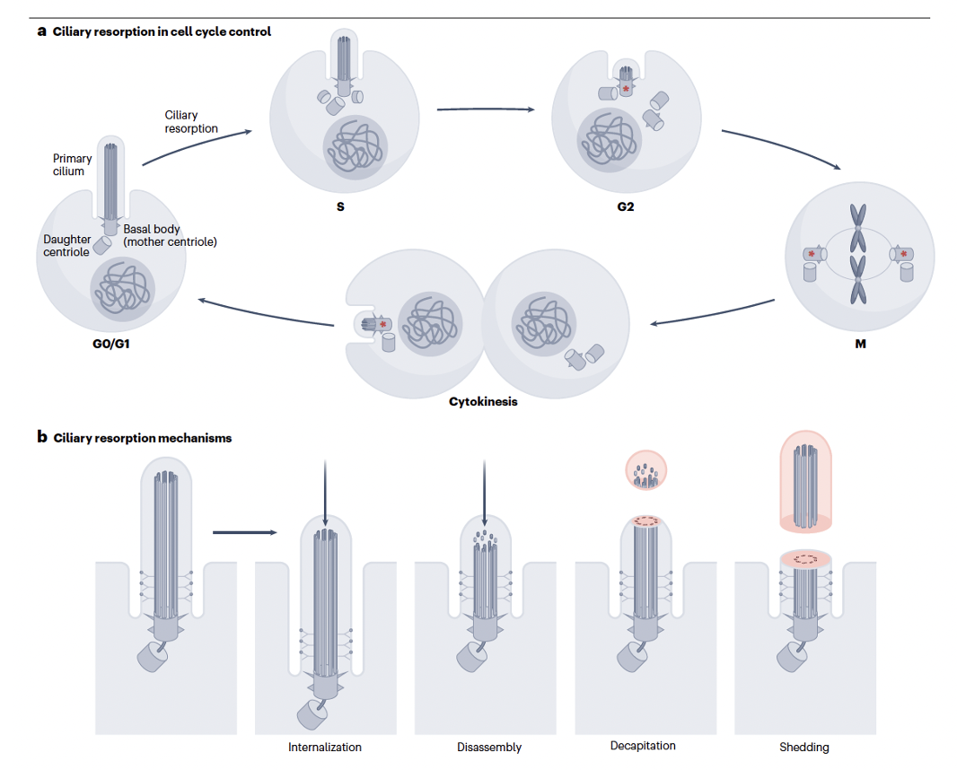 Ciliary resporption mechanisms