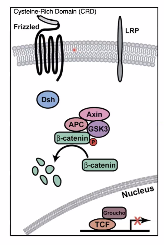 סקירת מסלול Wnt