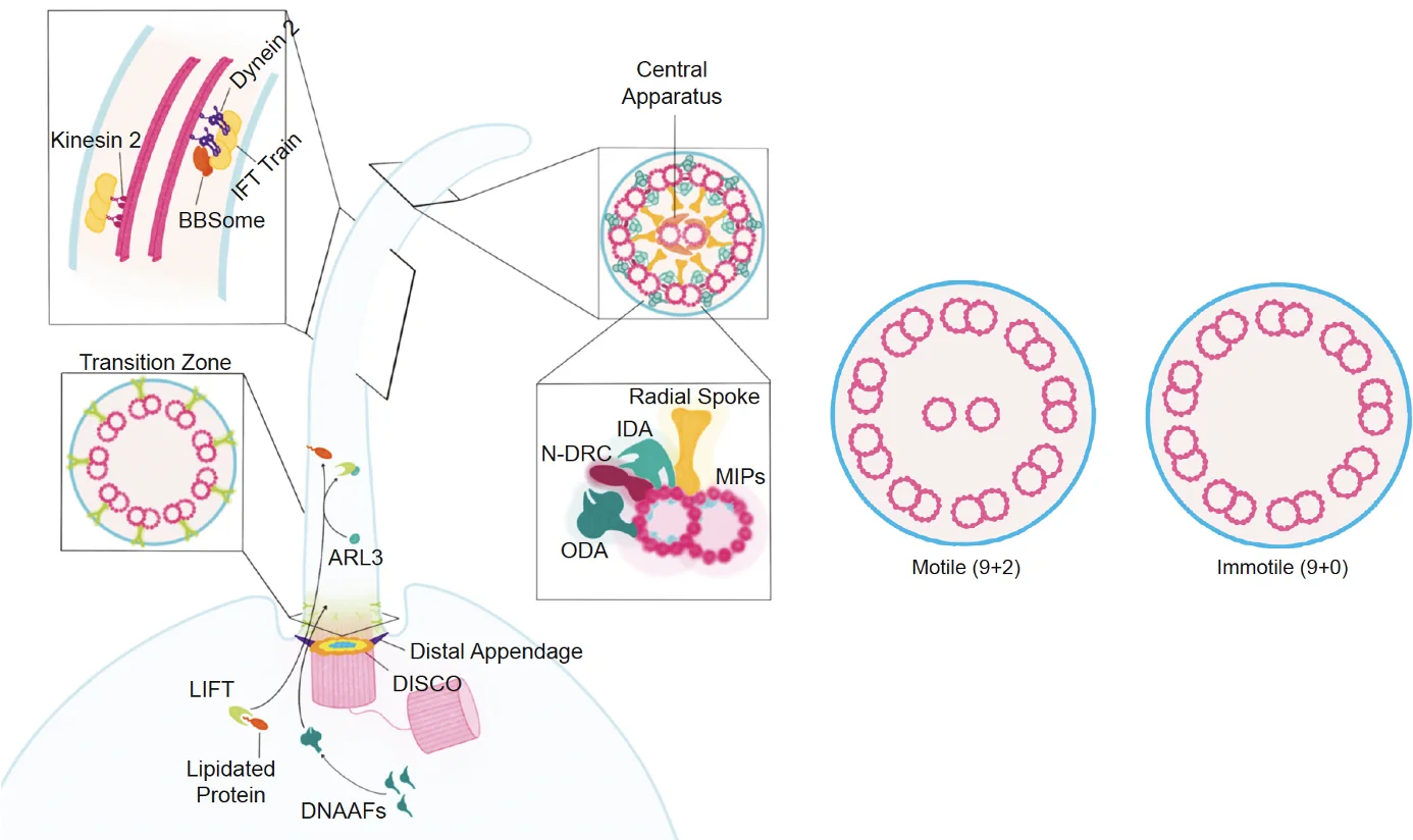 primary Cilia