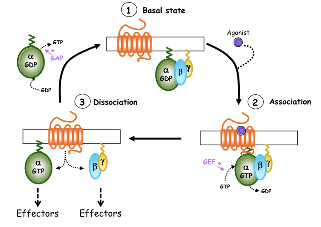 G-Protein Coupled Receptors (GPCR)