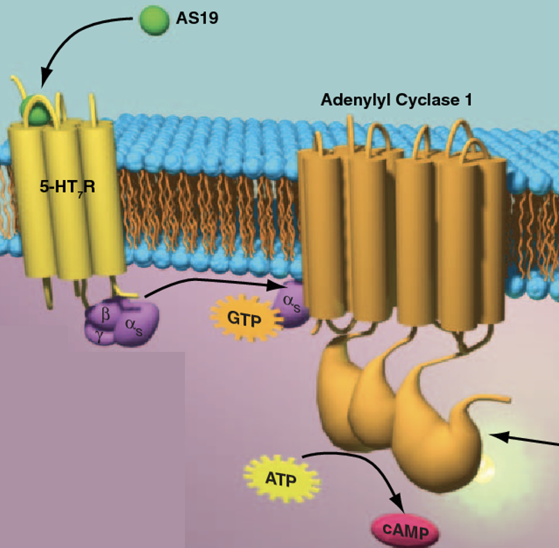 הפעלה עם Adenyll cyclase 1