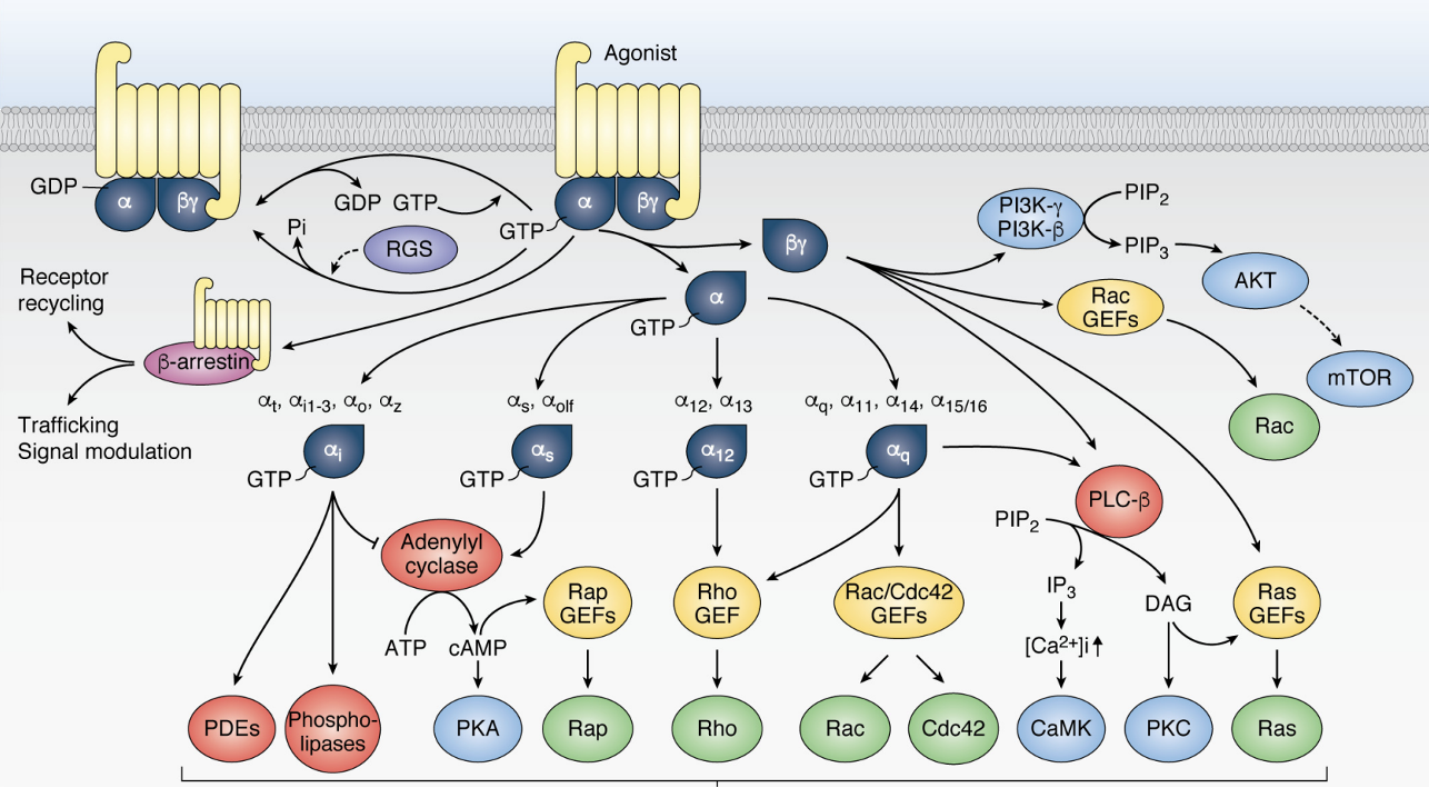 הרבה סוגים של תת יחידות אלפא