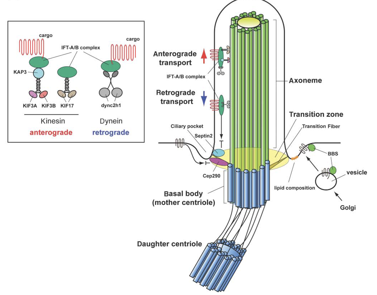 Shh signaling depends on primary Cilia in mammals