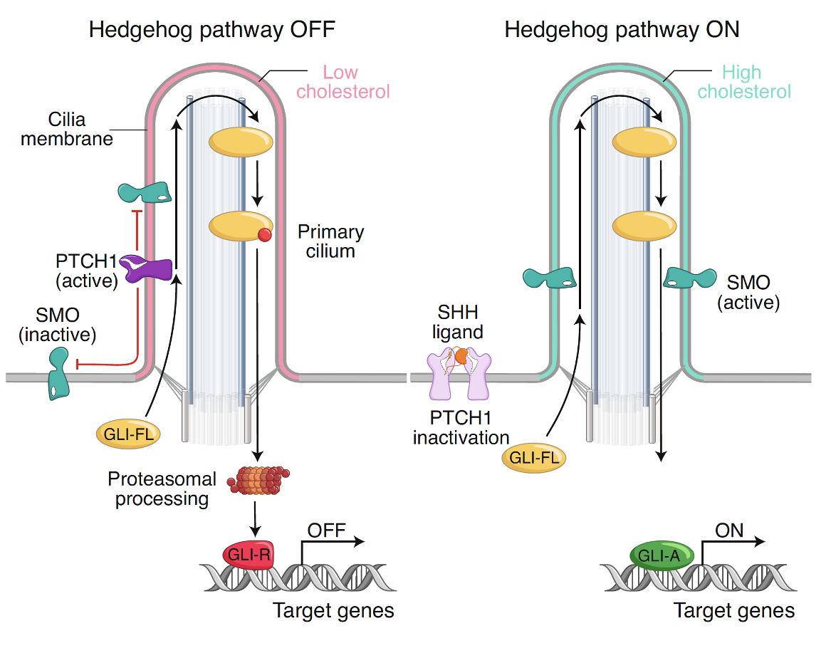 Hedgehog pathway OFF and ON