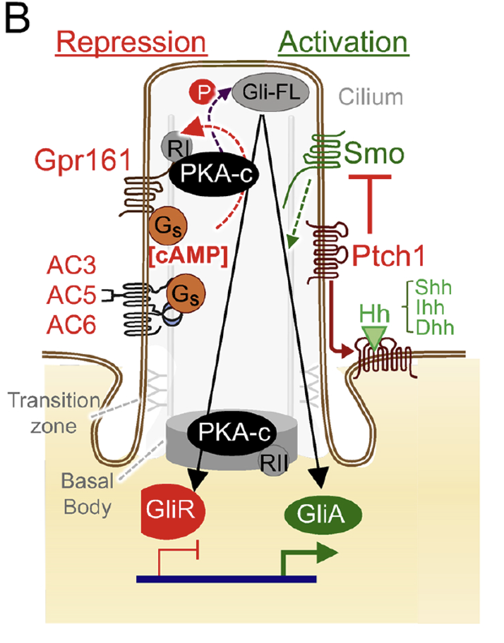 המצב בסיליה