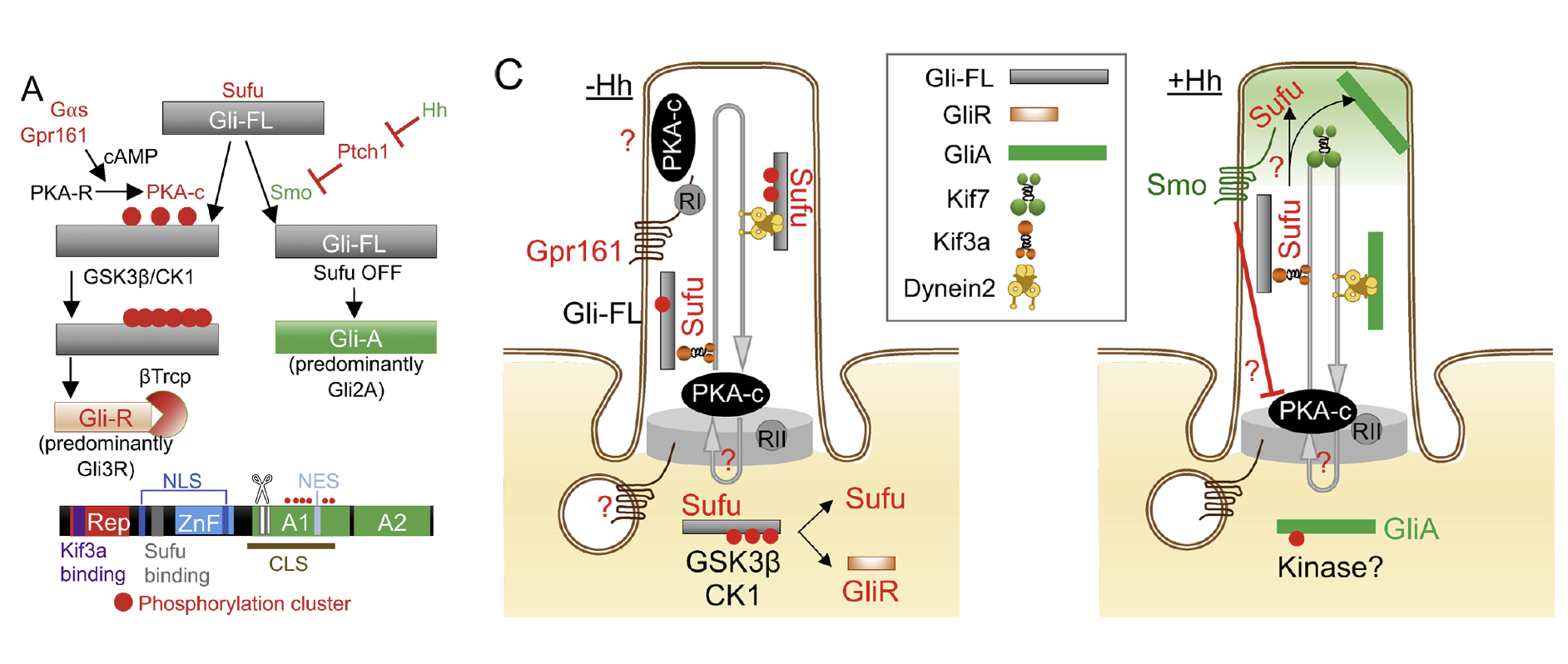 סיכום shh pathway