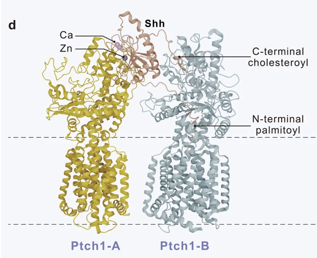 Shh binding to Ptc1