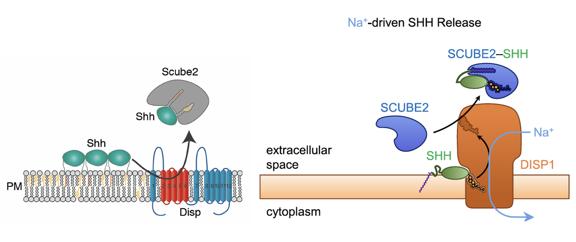 נוסף חלבון חדש - Scube