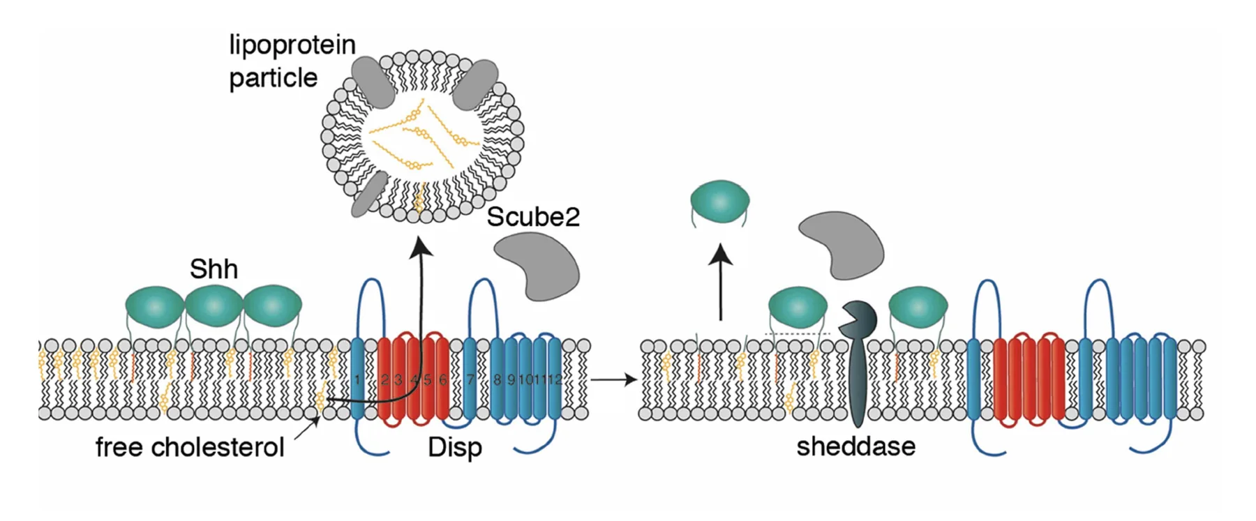 Disp and sheddase