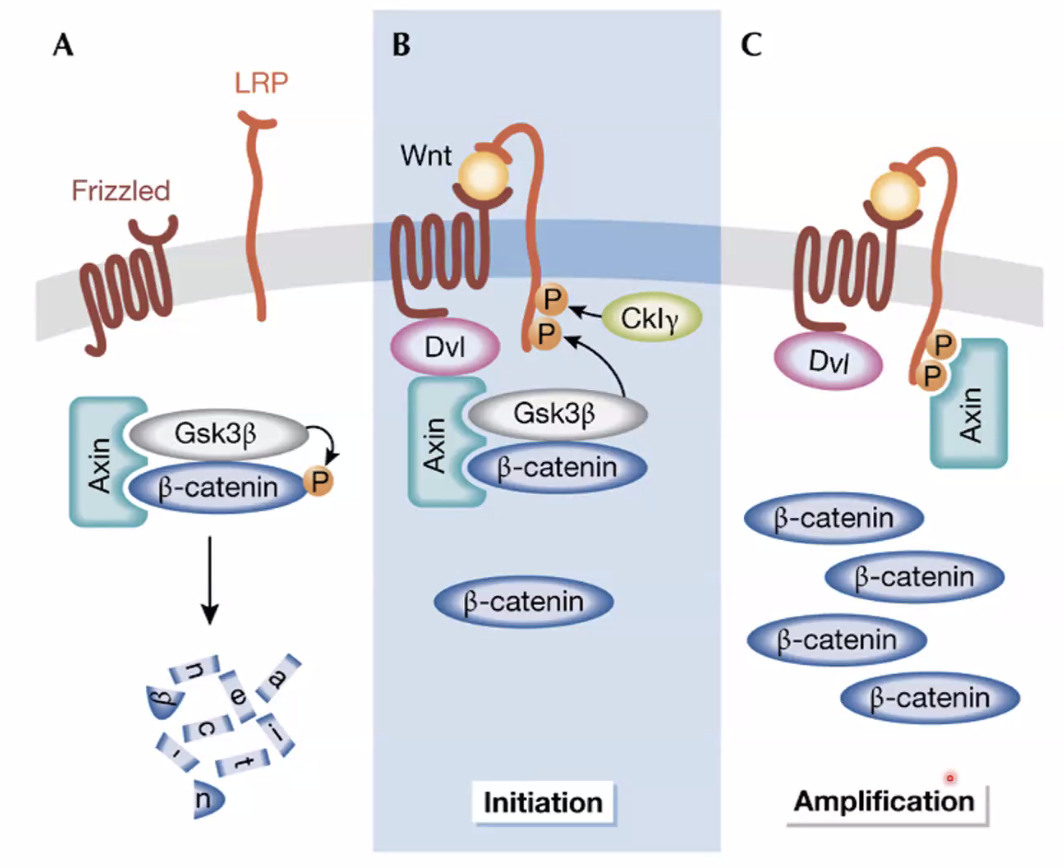 גיוס אקסין לממברנה