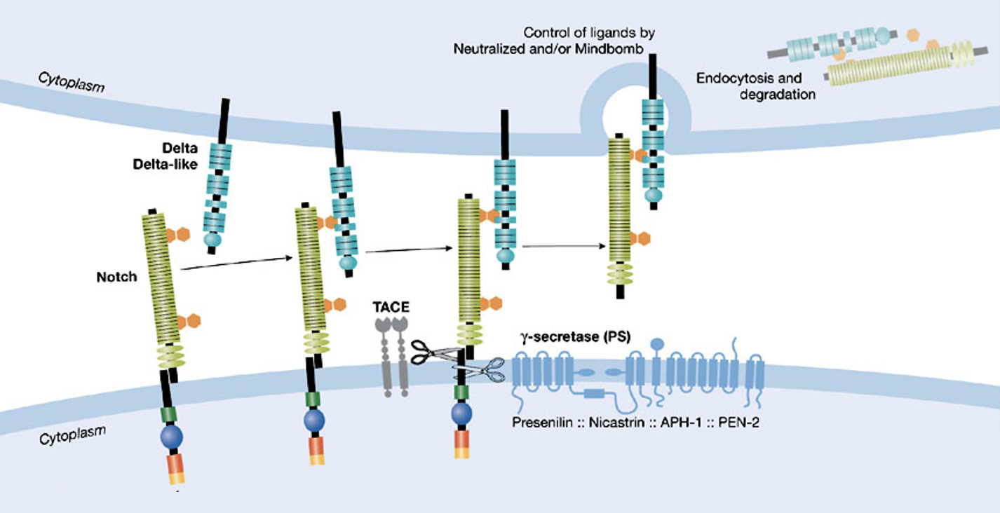 Notch pathway - הפעלה