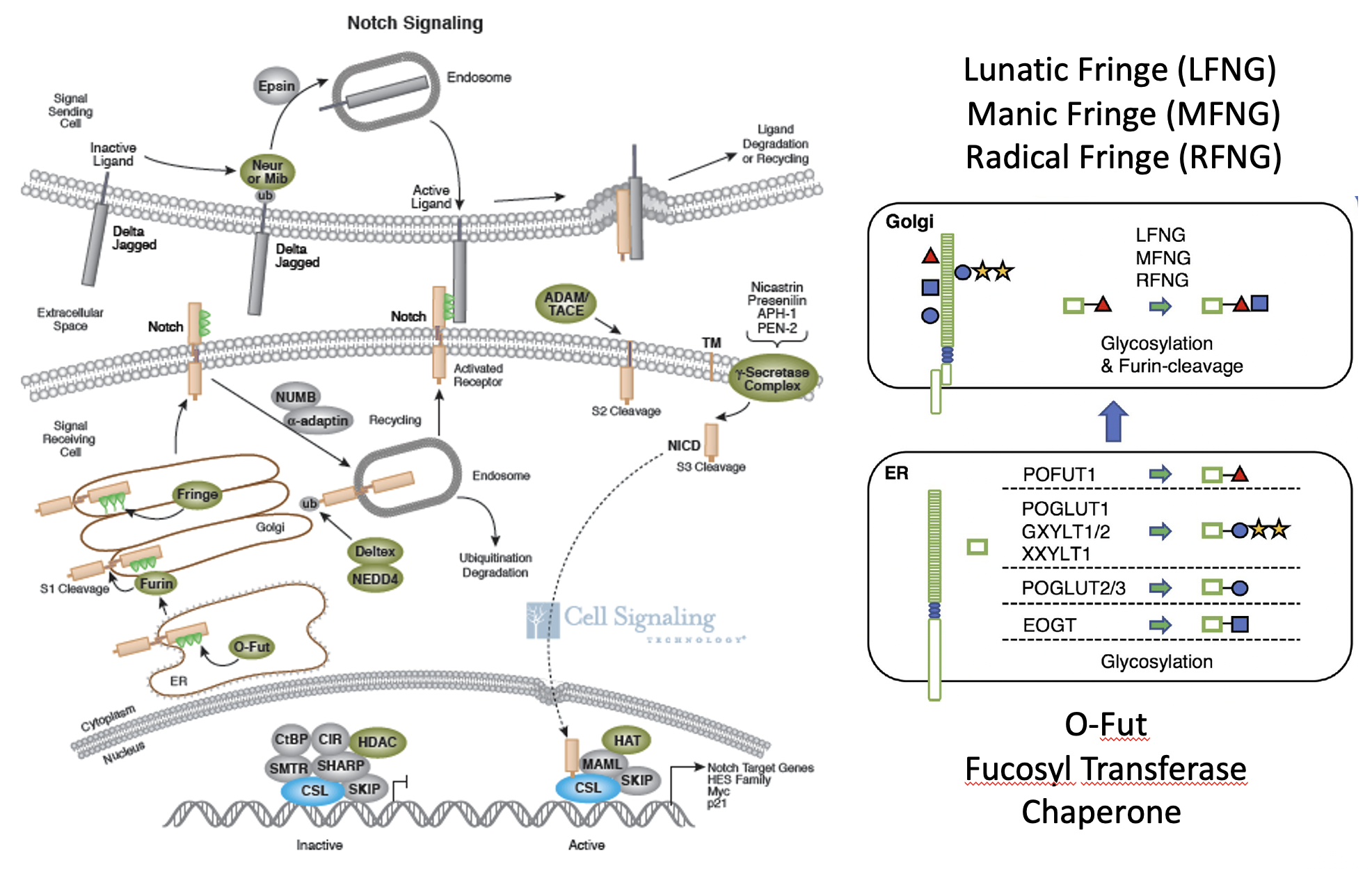 Fucosyl transferase (O-Fut)